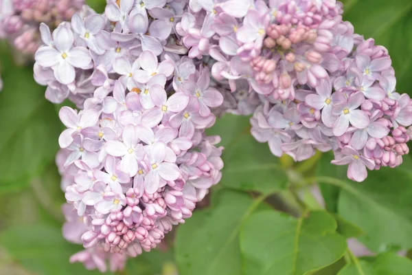 Syringa flores lila —  Fotos de Stock