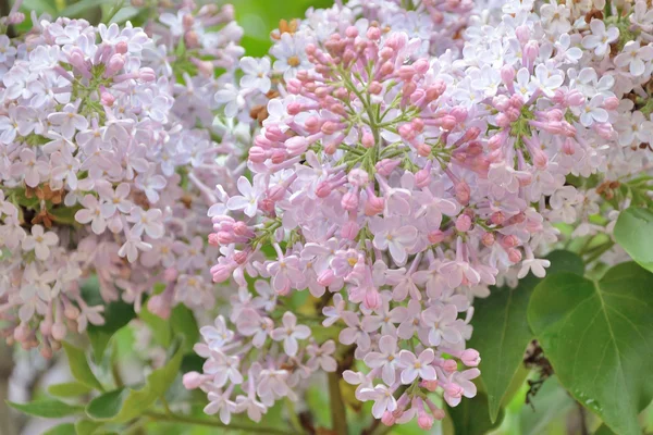 Syringa lila bloemen — Stockfoto