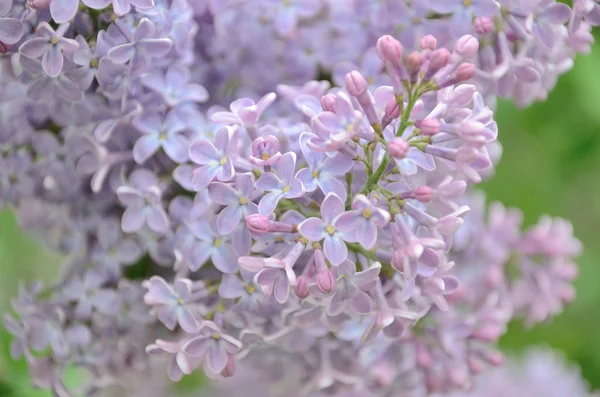 Syringa flores lilás — Fotografia de Stock