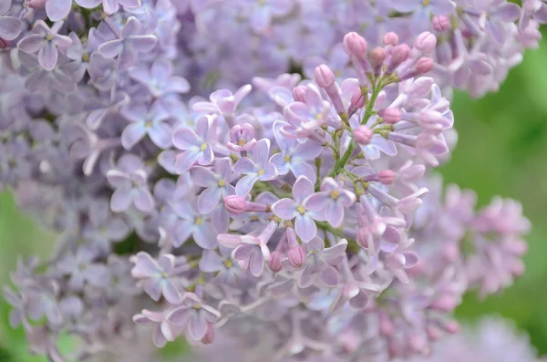 Syringa lila bloemen — Stockfoto