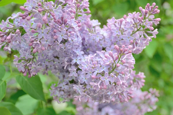 Syringa flores lilás — Fotografia de Stock