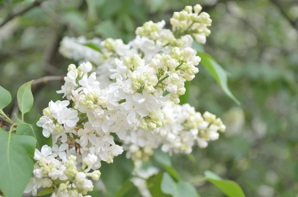 Syringa lila Blüten — Stockfoto