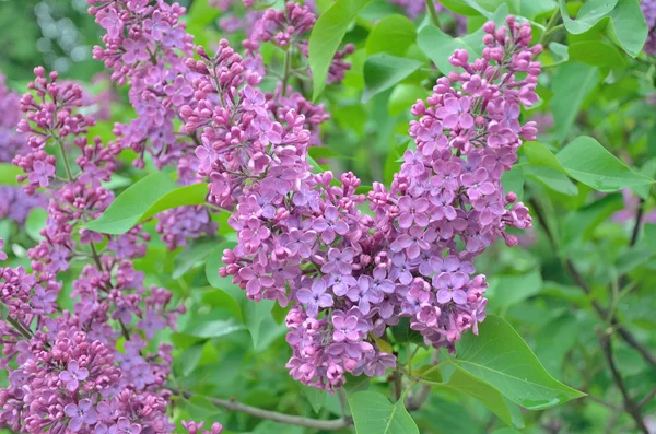 Syringa lila Blüten — Stockfoto