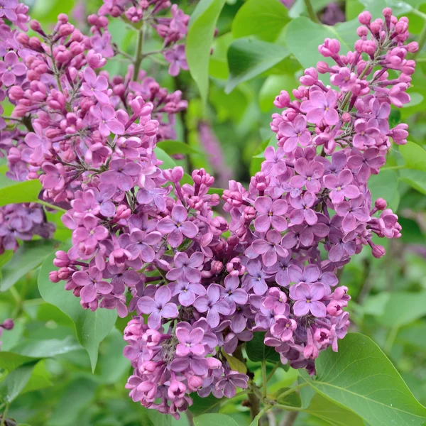 Syringa lila Blüten — Stockfoto