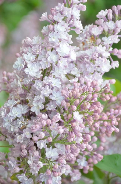 Fiori di Siringa lilla — Foto Stock