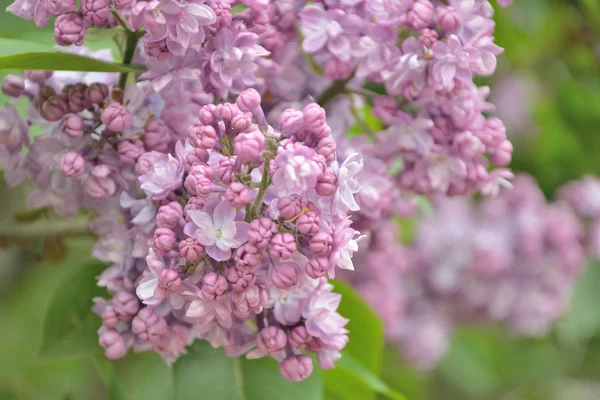 Syringa lila Blüten — Stockfoto