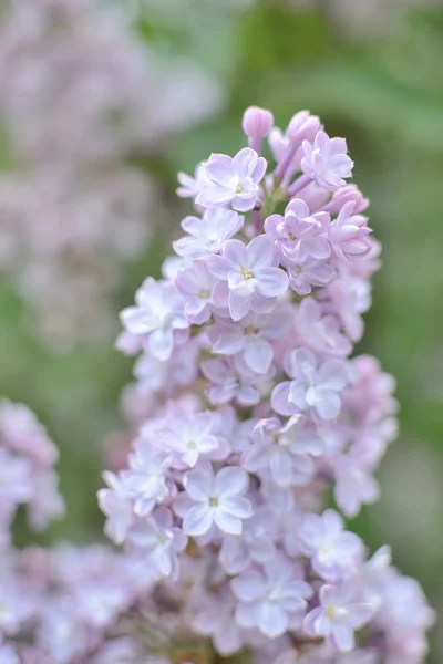 丁香紫色花 — 图库照片