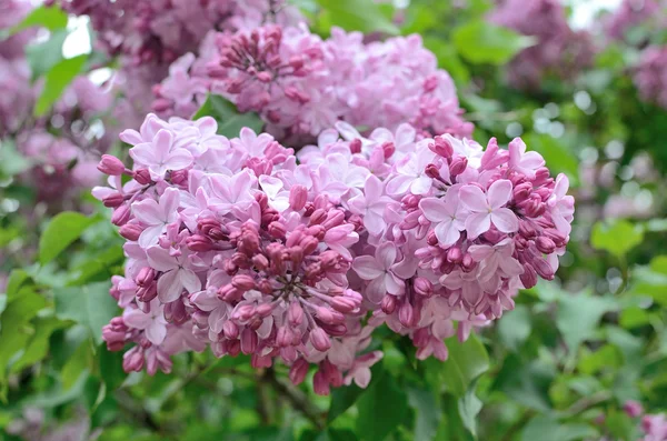 Syringa lila Blüten — Stockfoto