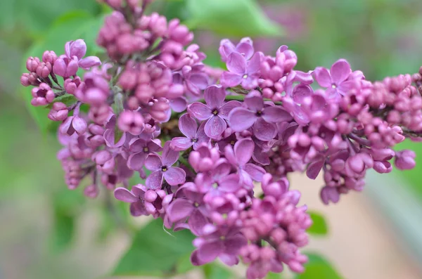 Syringa flores lila —  Fotos de Stock