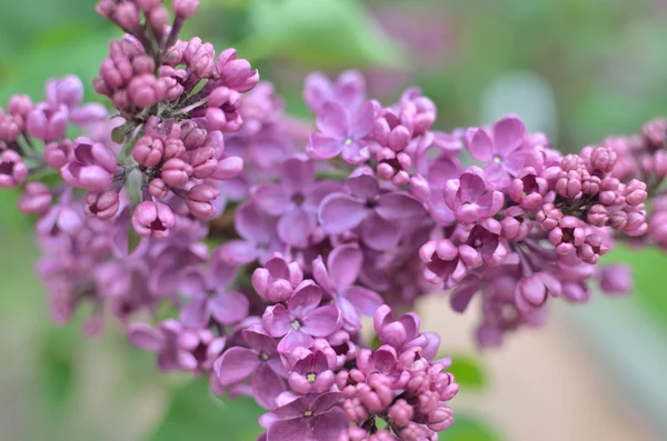 Syringa flores lila —  Fotos de Stock