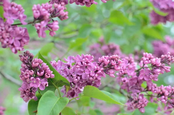 Syringa lila Blüten — Stockfoto