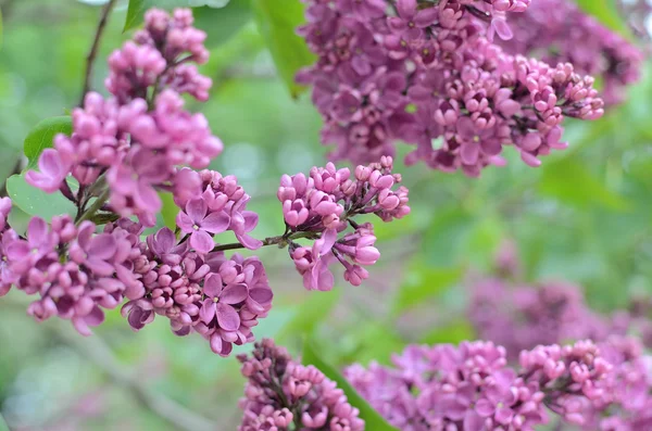 Syringa lilac flowers — Stock Photo, Image