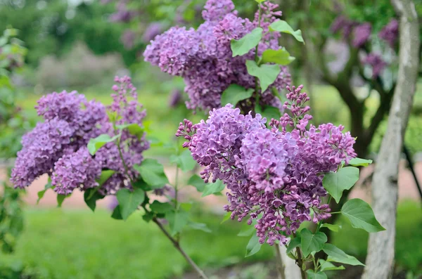 丁香紫色花 — 图库照片