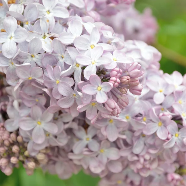 Syringa flores lila Fotos De Stock