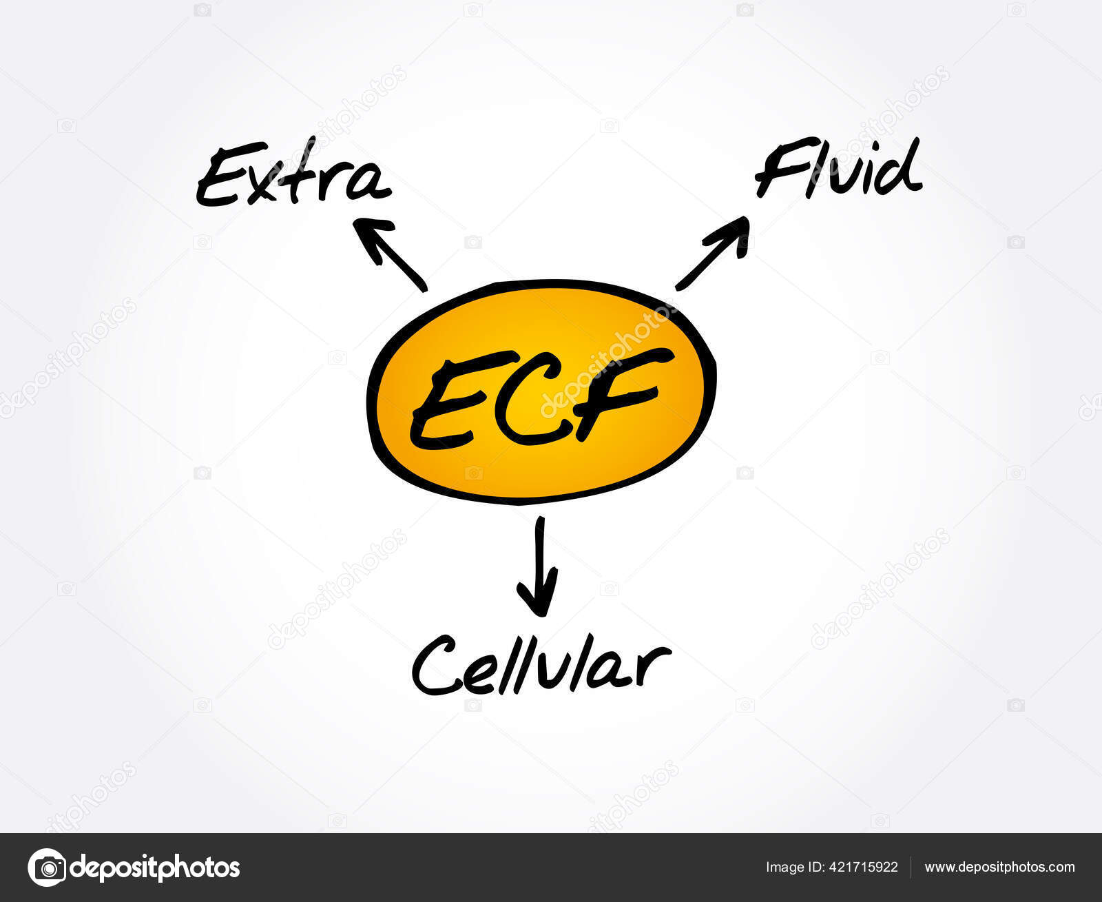 Ecf Extracellular Fluid Acronym Medical Concept Background Stock Vector