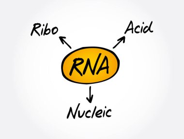 RNA - Ribonükleik asit kısaltması, tıbbi kavram geçmişi