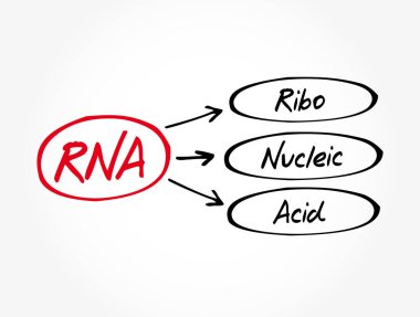 RNA - Ribonükleik asit kısaltması, tıbbi kavram geçmişi