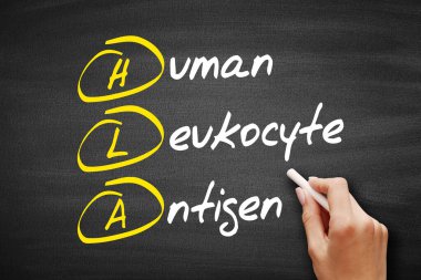 HLA - İnsan lökosit Antijen kısaltması, tahtadaki sağlık kavramı