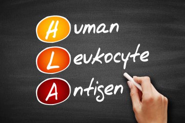 HLA - İnsan lökosit Antijen kısaltması, tahtadaki sağlık kavramı