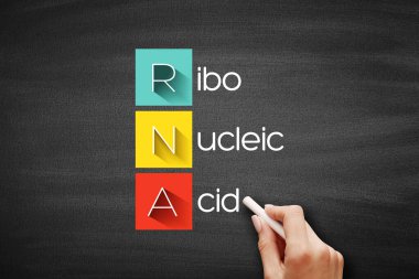 RNA - Ribonükleik asit kısaltması, tahtadaki tıbbi kavram