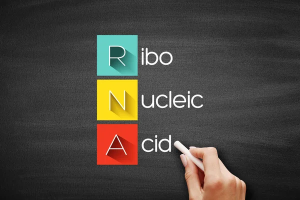 Rna Acido Ribonucleico Acronimo Concetto Medico Sfondo Sulla Lavagna — Foto Stock