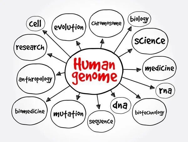 Mapa Mental Del Genoma Humano Concepto Médico Para Presentaciones Informes — Vector de stock