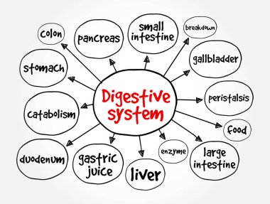 Sindirim sistemi zihin haritası, sunum ve raporlar için sağlık konsepti