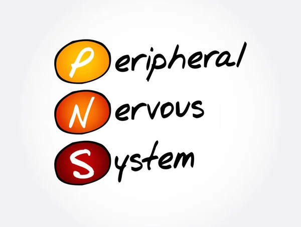 Pns Sistema Nervoso Periférico Sigla Conceito Médico Backgroun —  Vetores de Stock