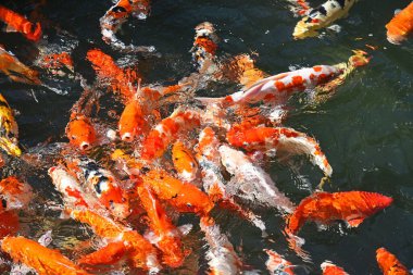 Gölde bir sürü sazan balığı var, parlak, beyaz-kırmızı ve beyaz-turuncu, suda dalgalanmalar ve gölgeler.