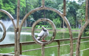 Gri bir güvercin parktaki bir köprünün korkuluklarında oturur, arka planda bir havuzda bir çeşme ve ağaçlarda
