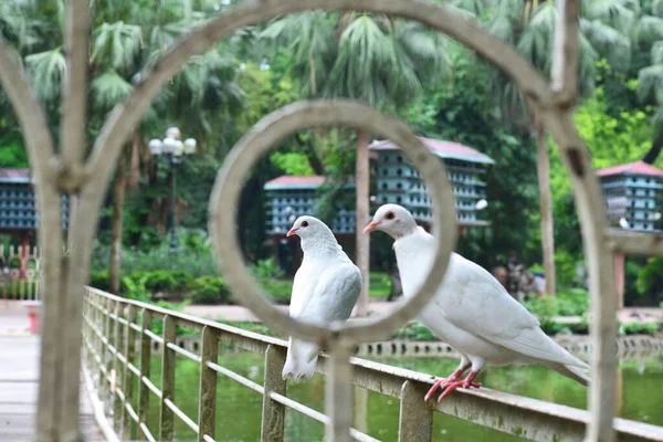 公園内の橋の手すりには白い鳩が二羽座っている — ストック写真