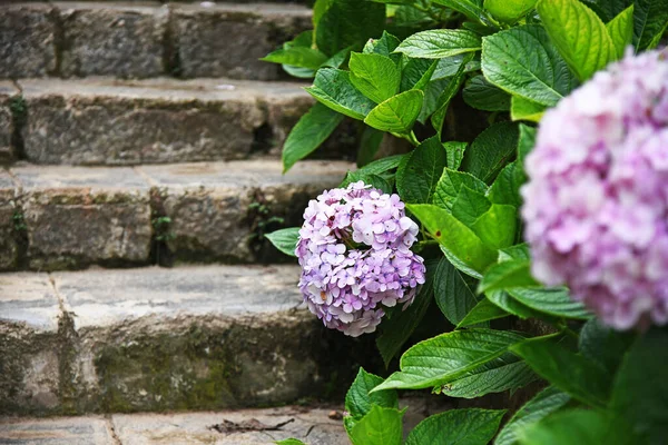 Pembe Ortanca Çiçeği Antik Taş Basamaklara Yaslanıyor — Stok fotoğraf