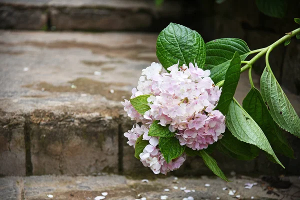 Pembe Ortanca Çiçeği Kadim Taş Basamaklara Eğilmiş Yapraklar Dökülüyor — Stok fotoğraf