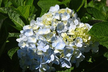 Çiçek açan mavi ortanca güneş tarafından aydınlatılır.