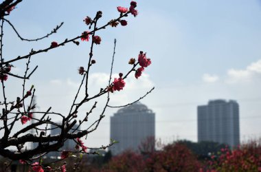 Çiçek açan şeftalinin dalları mavi gökyüzünün altında şehrin arka planında