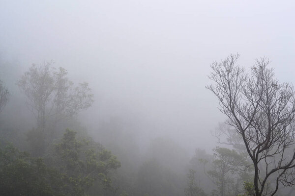 Landscape with trees in the fog, on the right is a tree without leaves