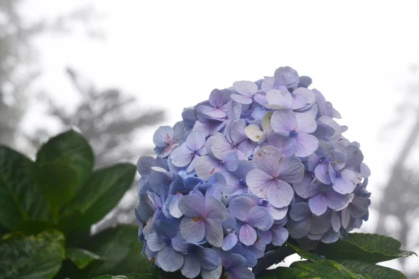 Blaue Hortensienblüte Auf Leicht Verschwommenem Hintergrund — Stockfoto