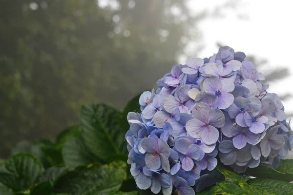 Fleur Hortensia Bleue Sur Fond Arbres Flous — Photo