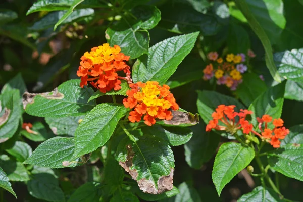 Lanthana Yellow Orange Flowers Leaves Damaged Pests — Stock Photo, Image