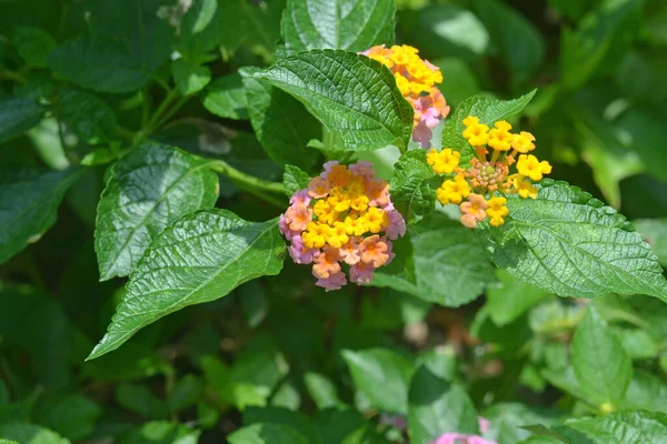 晴れた日に黄色いライラックの花を持つランタナ — ストック写真