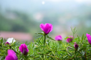 Ön planda pembe purslane çiçekleri, bulanık bir arka planı var.