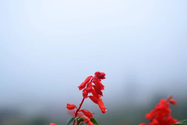 Red Scarlet Sage Flowers Foreground Blurred Background — Stock Photo, Image