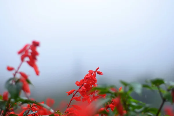 Red Scarlet Sage Flowers Foreground Blurred Background — Stock Photo, Image