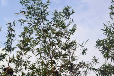 Bulutlu mavi gökyüzünün arka planında bambu çalılıkları
