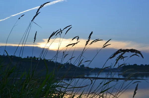 落日在湖面上 透过高高的草地眺望 — 图库照片