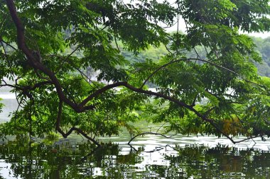 Ağaç gölün üzerine eğildi ve suya yansıdı.