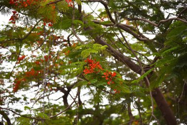 Kırmızı çiçekli alev ağacının dalları