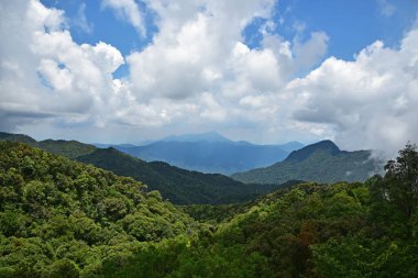 Dağ manzarası, alçak bulutlar tepeyi kaplıyor, bir sürü ağaç ve yeşillik