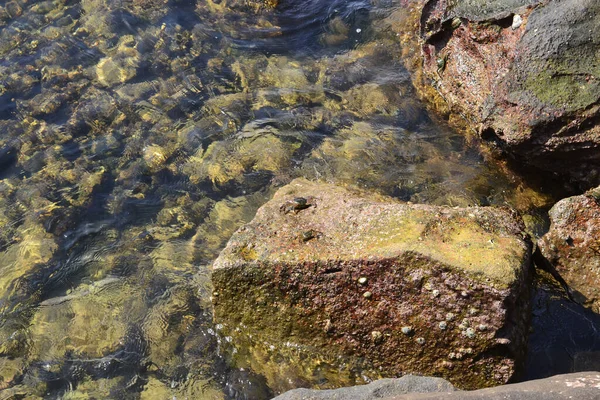 Areia Pedras Sob Uma Camada Água Dia Ensolarado Pequenos Caranguejos — Fotografia de Stock