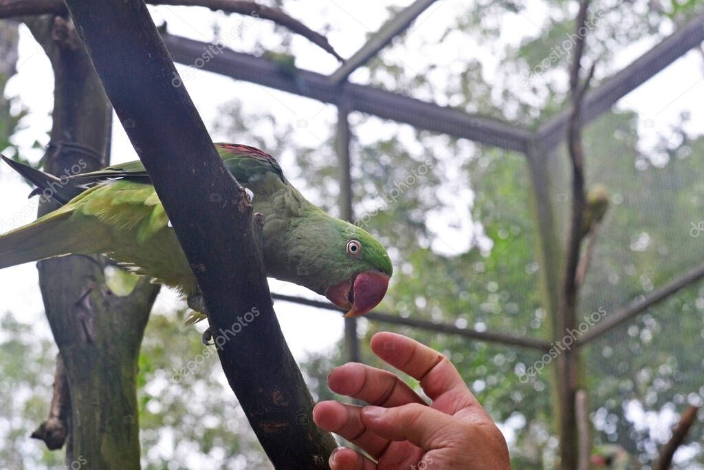 A green parrot with a red beak sits on a branch and reaches for a man's hand